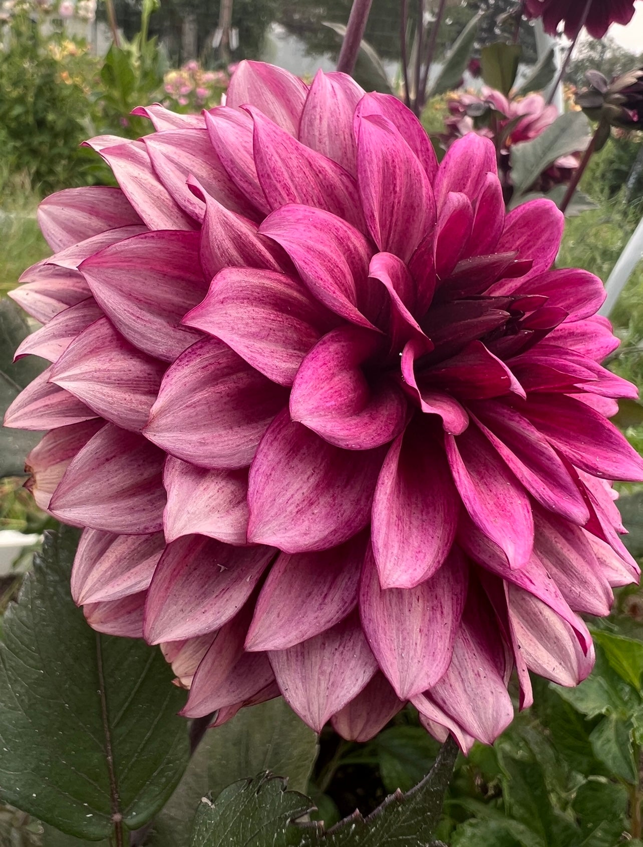 NIGHT SILENCE - Rooted Cutting