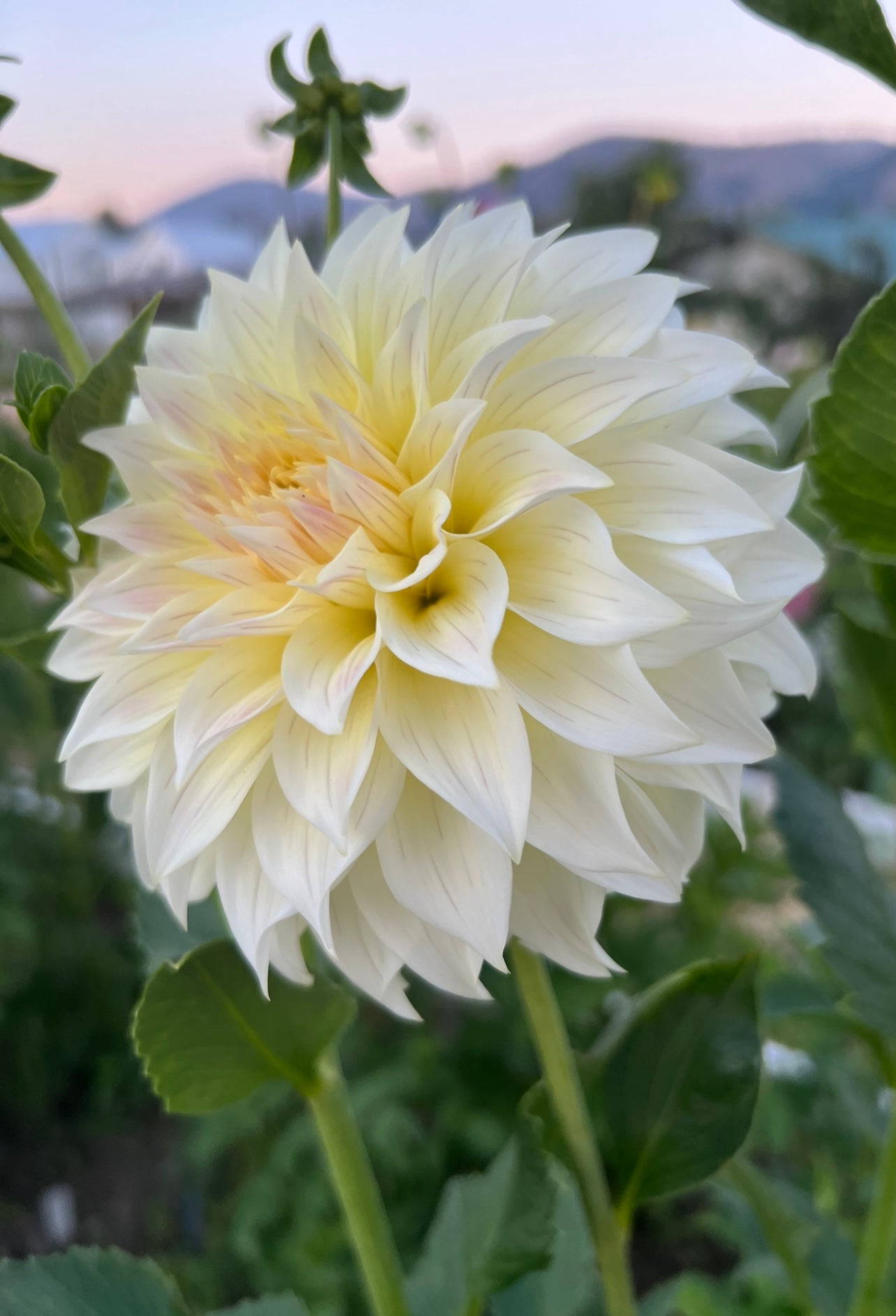 BLOOMQUIST CREAM - Rooted Cutting