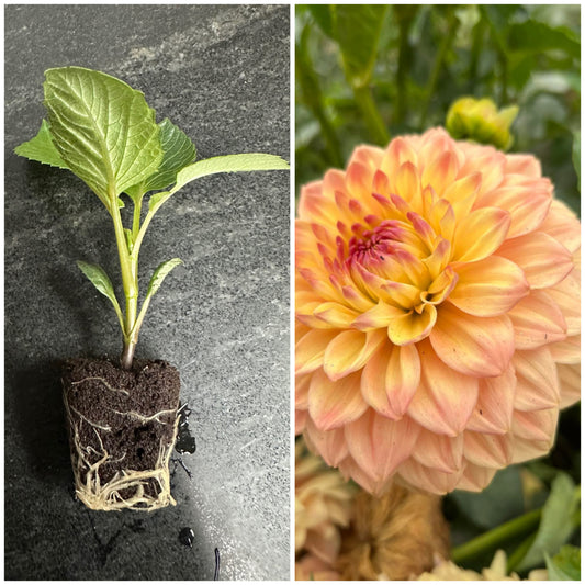 ASKWITH EDNA - Rooted Cutting