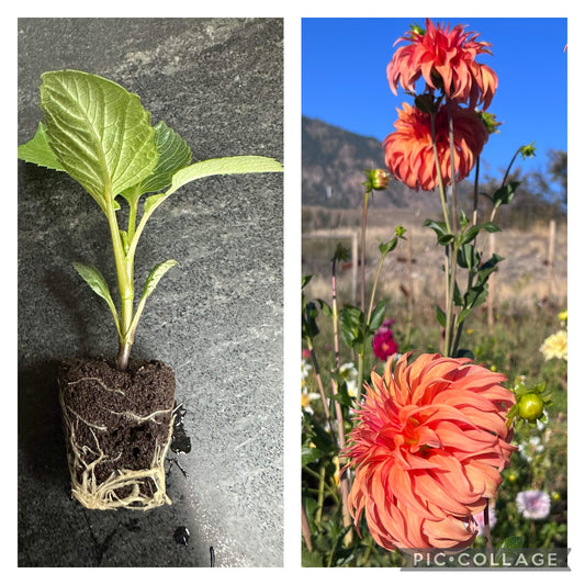 BLOOMQUIST JEAN - Rooted Cutting