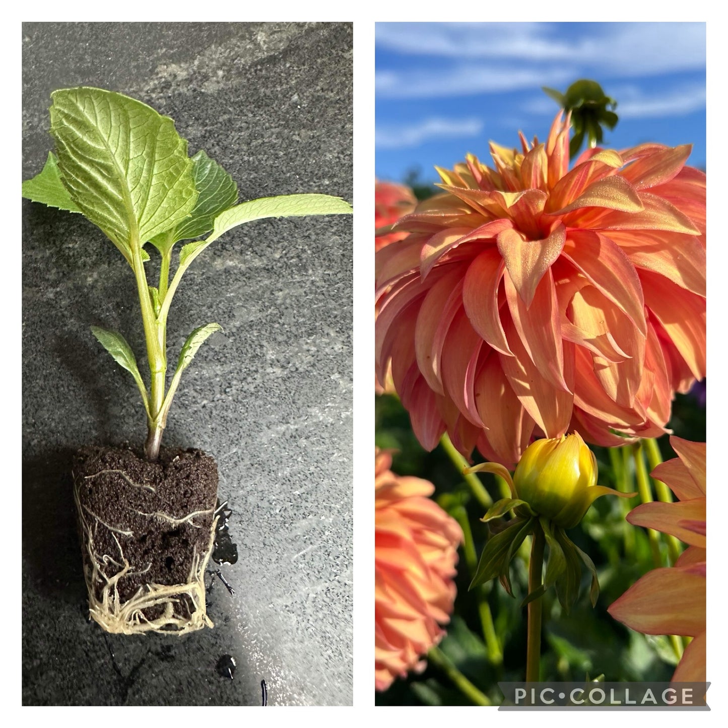 BLOOMQUIST PUMPKIN - Rooted Cutting