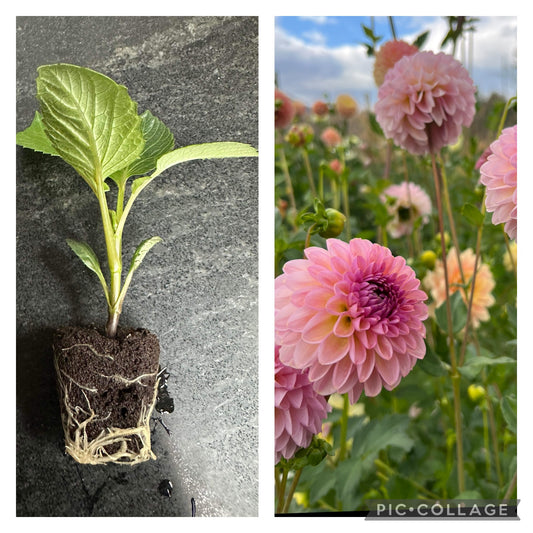 CUPCAKE - Rooted Cutting