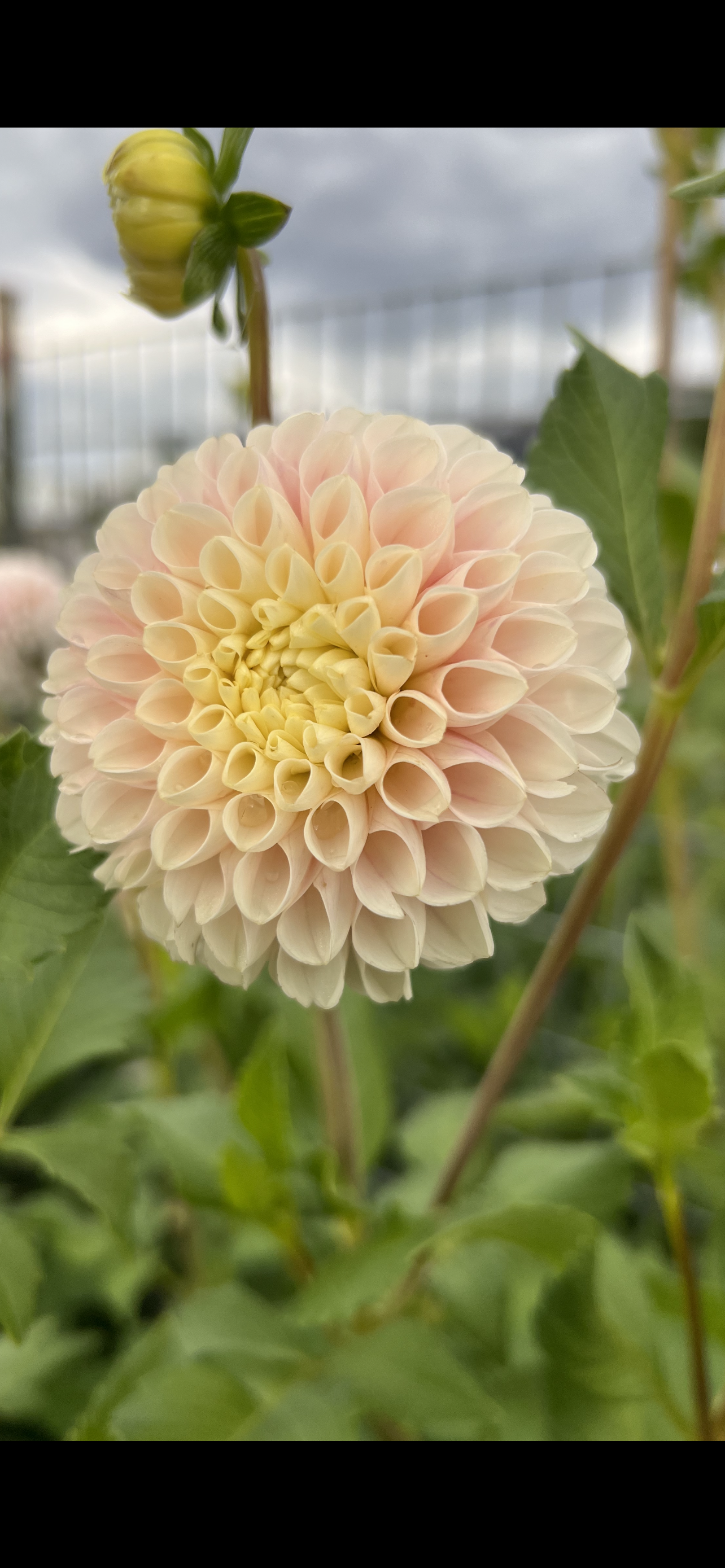 HOLLYHILL POLLYANNA - Rooted Cutting