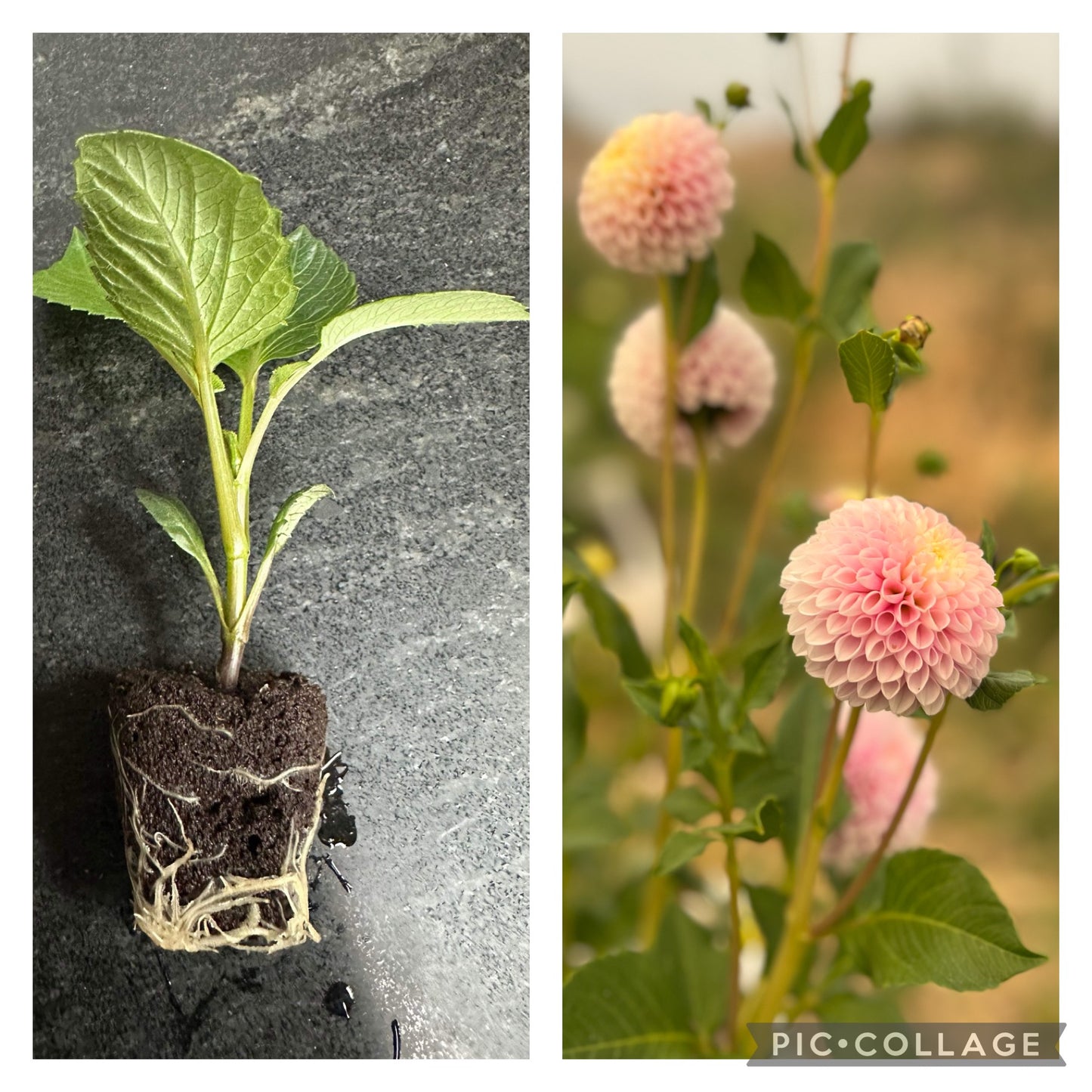 HOLLYHILL POLLYANNA - Rooted Cutting