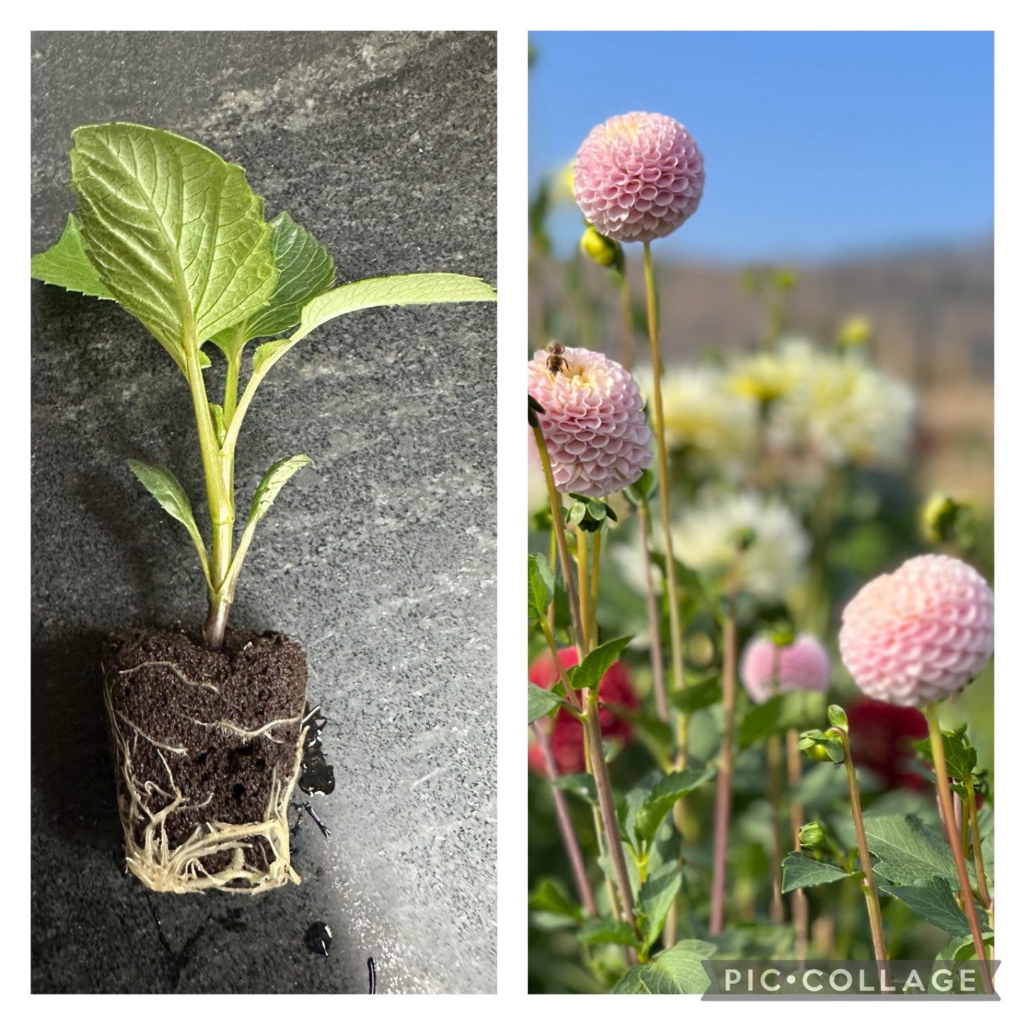 IRISH D PORTER - Rooted Cutting