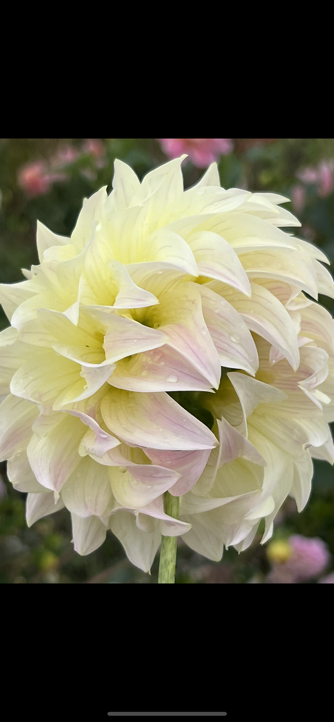 BLOOMQUIST CREAM - Rooted Cutting