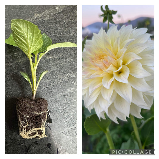 BLOOMQUIST CREAM - Rooted Cutting