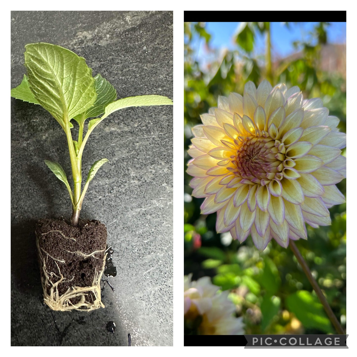 BLOOMQUIST BLUSH - Rooted Cutting