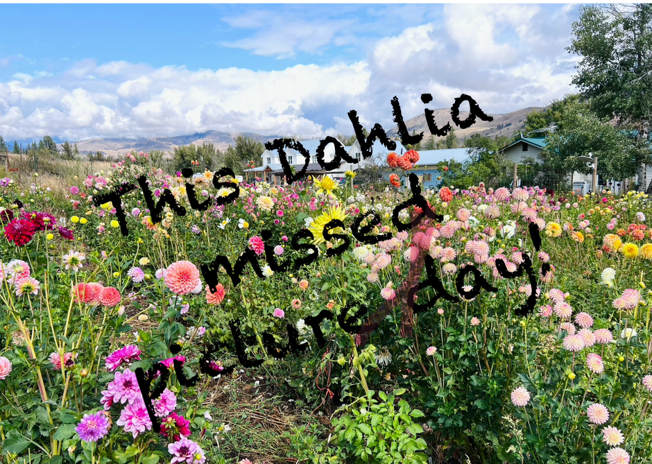 DAHLIA TUBERS – Page 7 – Dahlias on the Methow
