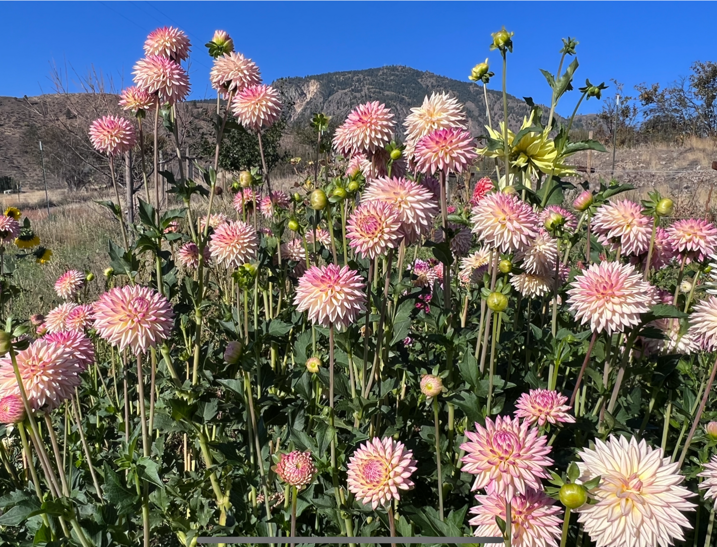 VALLEY PORCUPINE