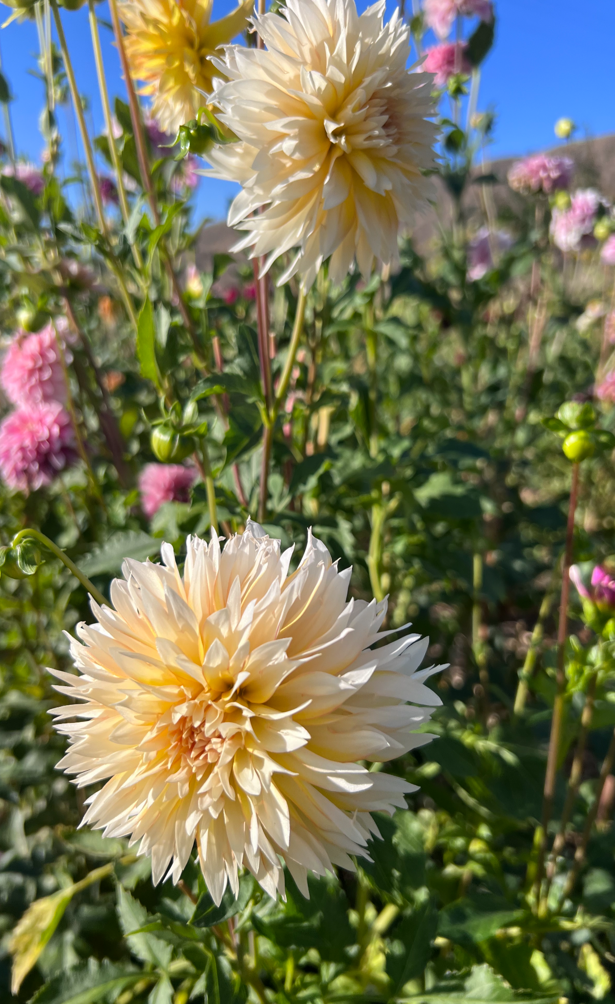 TAHOMA THIMBLE