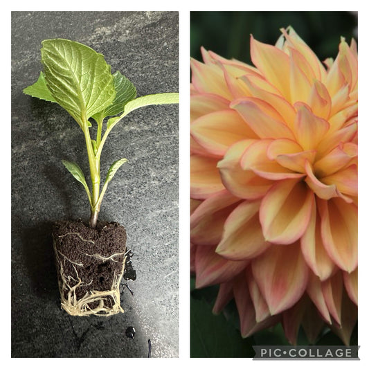 LUCKY LOLA - Rooted Cutting