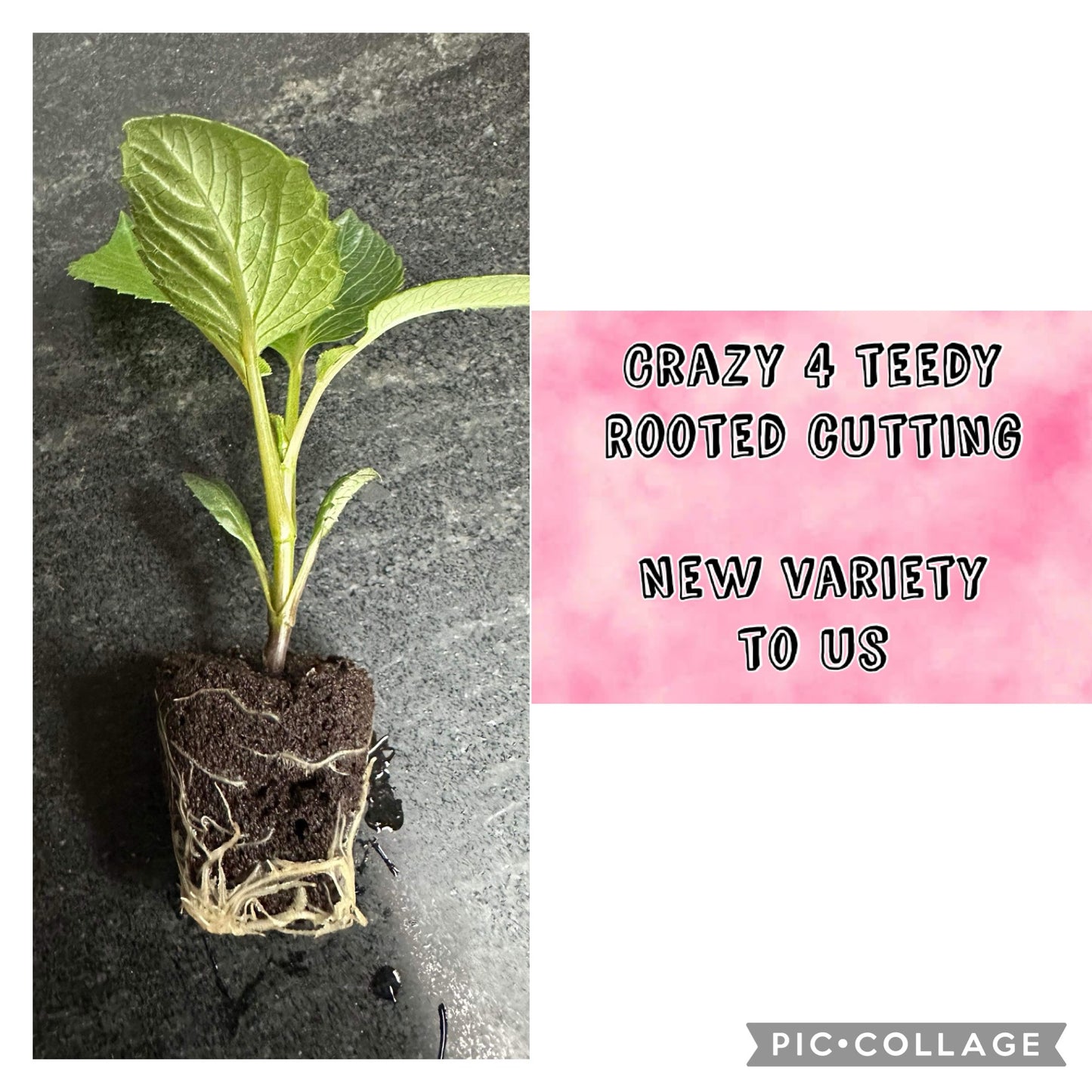 CRAZY 4 TEEDY - Rooted Cutting